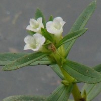 Limnophila heterophylla (Roxb.) Benth.